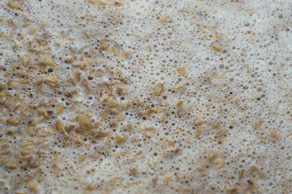 Malting Process
