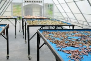 nirs for spice screening