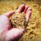Cereals & Barley Overview