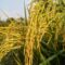 Cereals & Barley Analysis