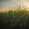 Corn Overview